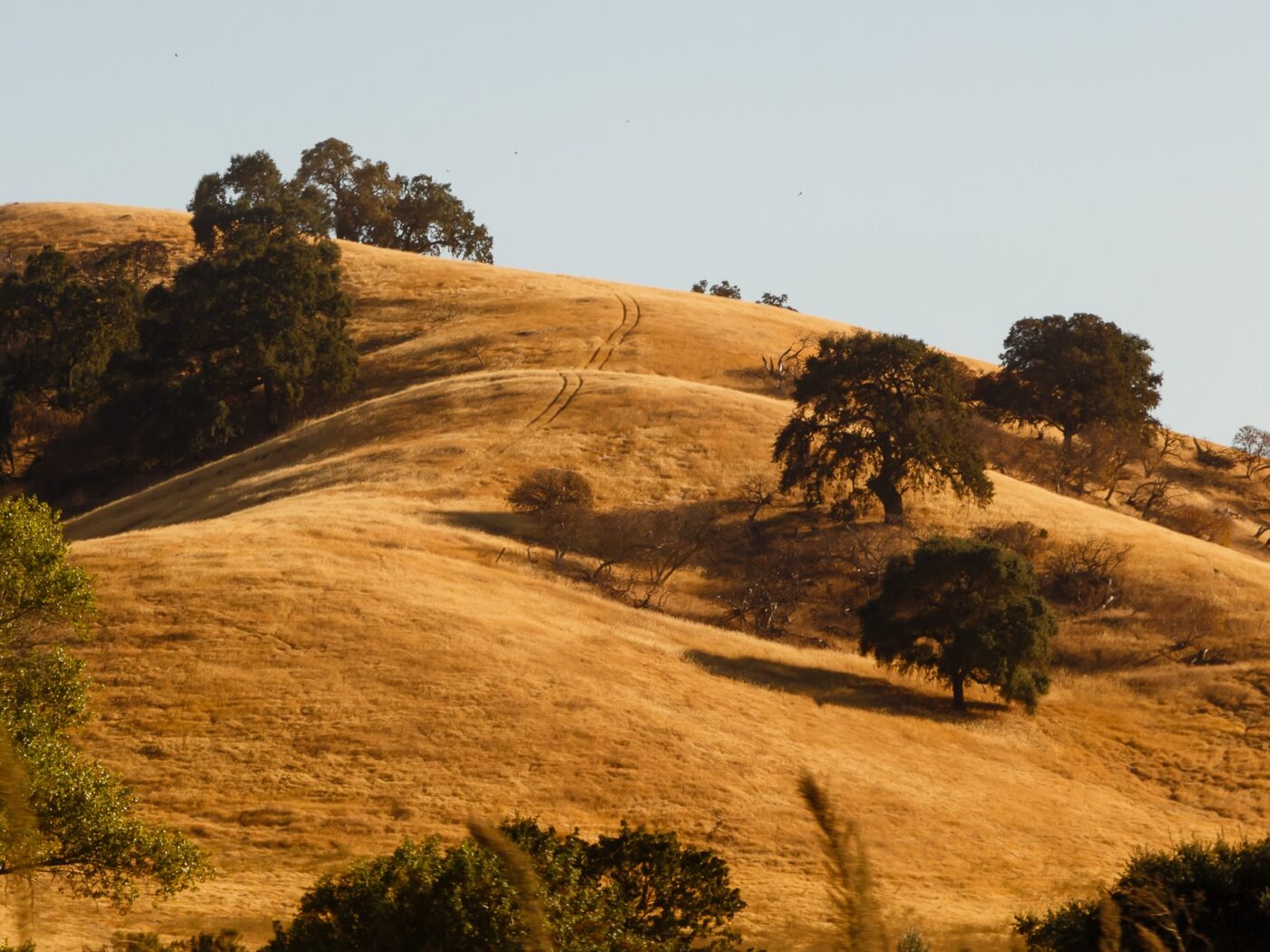 Golden California hills