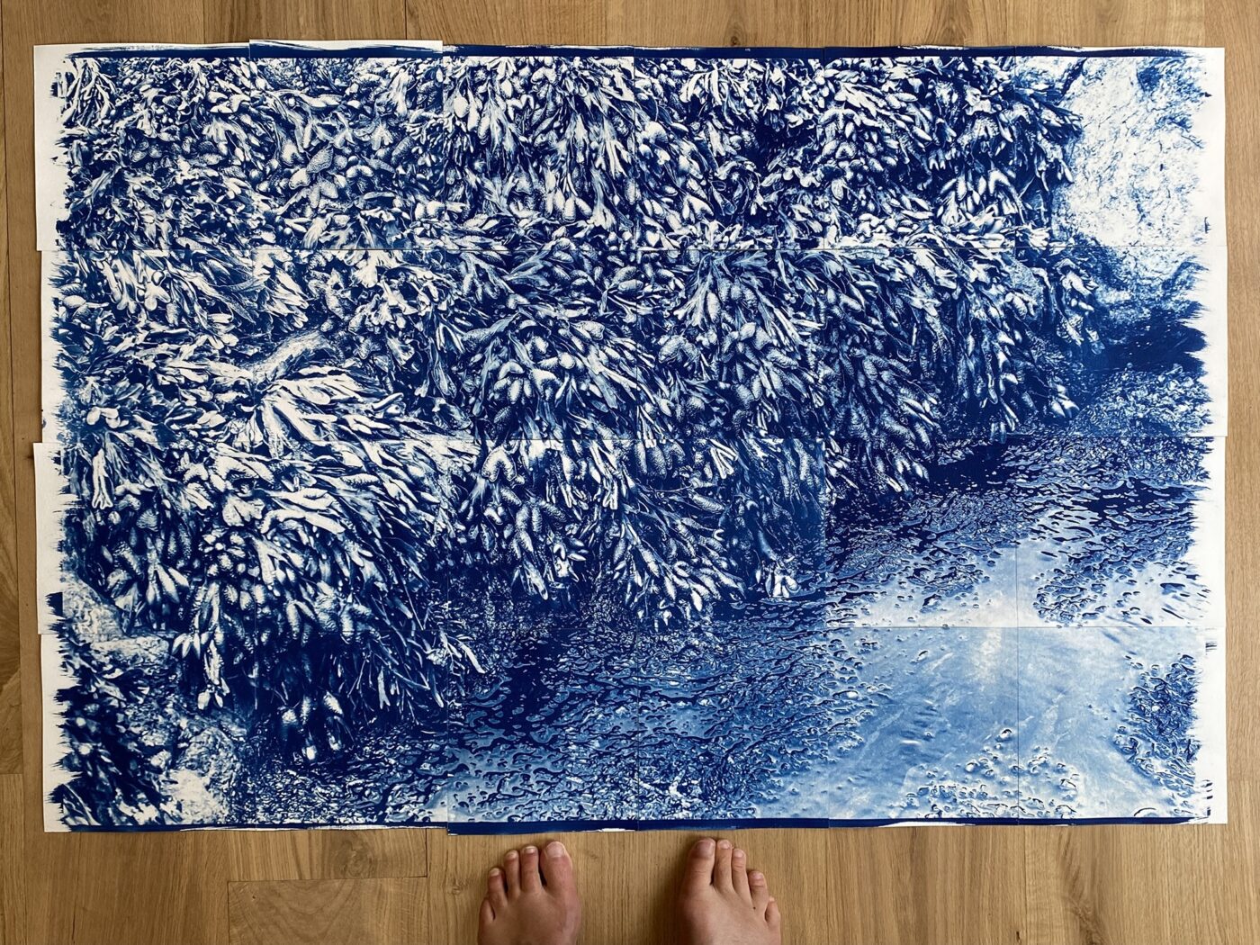 super-sized seaweed cyanotype